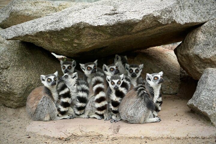 Melbourne Zoo Lemur Experience: Up-Close Walkthrough with Rangers photo 4