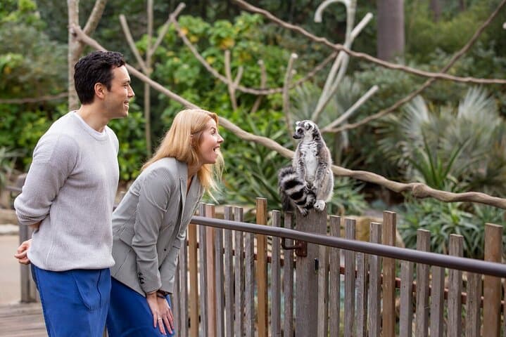 Melbourne Zoo Lemur Experience: Up-Close Walkthrough with Rangers
