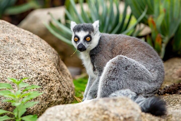 Melbourne Zoo Lemur Experience: Up-Close Walkthrough with Rangers photo 5