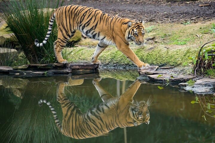 Behind-the-Scenes Tiger Experience at Melbourne Zoo photo 5