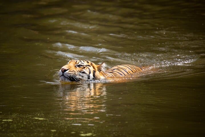 Behind-the-Scenes Tiger Experience at Melbourne Zoo photo 6