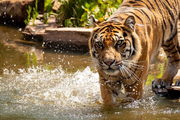 Behind-the-Scenes Tiger Experience at Melbourne Zoo photo 3