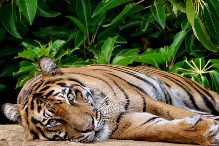 Behind-the-Scenes Tiger Experience at Melbourne Zoo