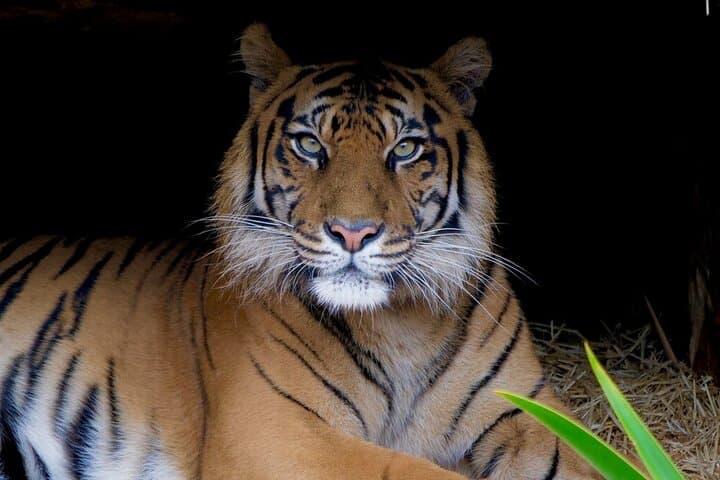Behind-the-Scenes Tiger Experience at Melbourne Zoo photo 2