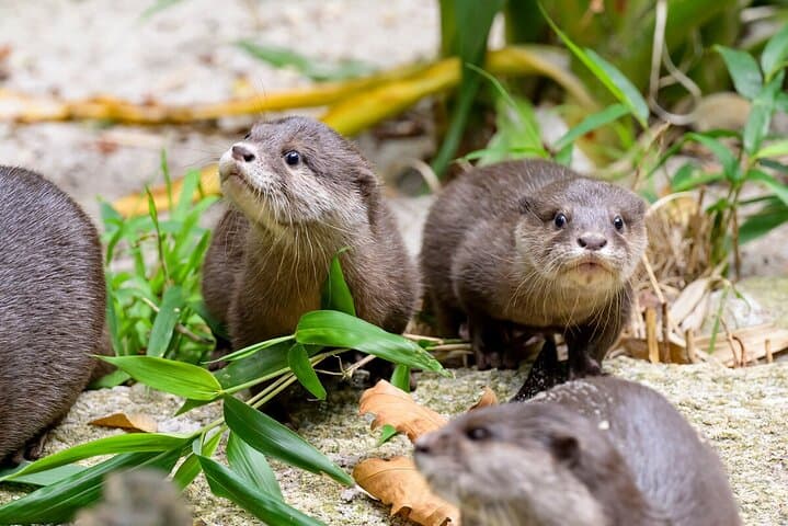 Behind-the-Scenes Otter Experience at Melbourne Zoo