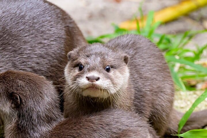 Behind-the-Scenes Otter Experience at Melbourne Zoo photo 3