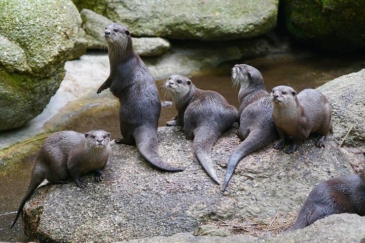 Behind-the-Scenes Otter Experience at Melbourne Zoo photo 2