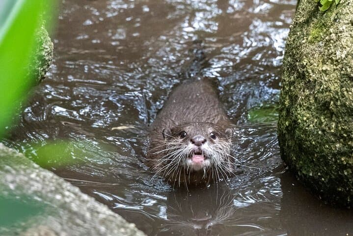 Behind-the-Scenes Otter Experience at Melbourne Zoo photo 5