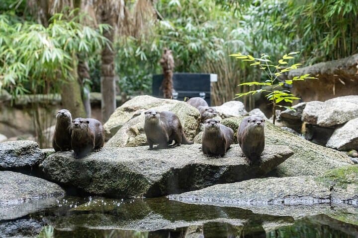 Behind-the-Scenes Otter Experience at Melbourne Zoo photo 4