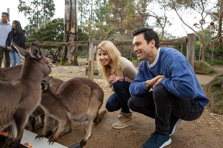 Kangaroo Experience at Melbourne Zoo — Behind-the-Scenes Marsupial Encounter