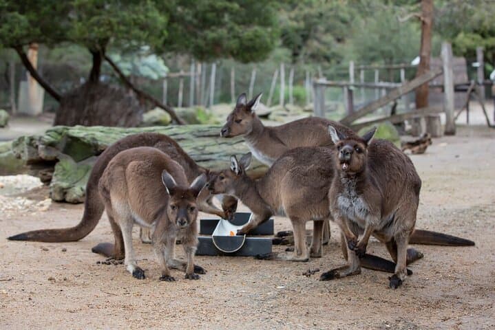 Kangaroo Experience at Melbourne Zoo — Behind-the-Scenes Marsupial Encounter photo 3