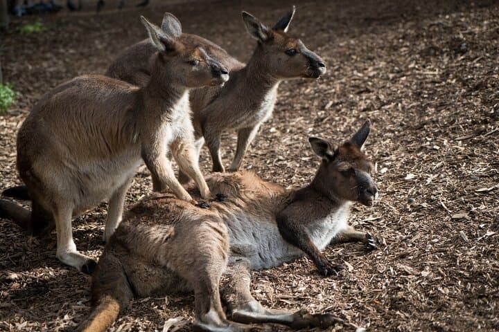 Kangaroo Experience at Melbourne Zoo — Behind-the-Scenes Marsupial Encounter photo 5