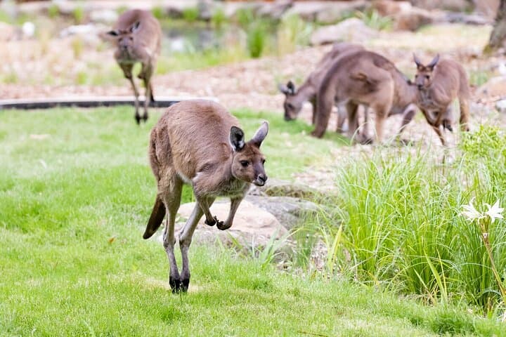 Kangaroo Experience at Melbourne Zoo — Behind-the-Scenes Marsupial Encounter photo 4