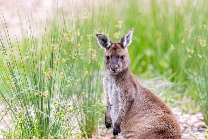 Kangaroo Experience at Melbourne Zoo — Behind-the-Scenes Marsupial Encounter photo 2