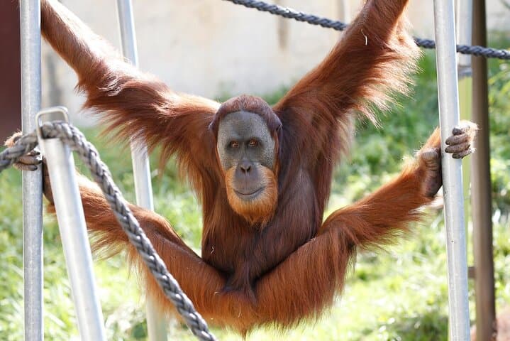 Melbourne Zoo Orangutan Behind-the-Scenes Experience