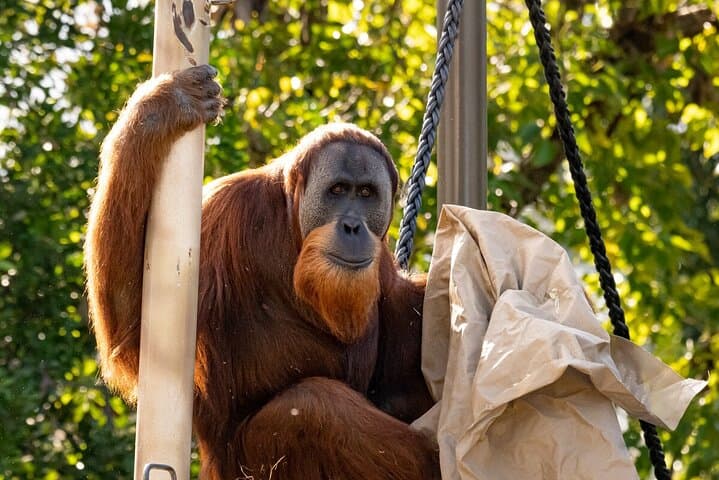 Melbourne Zoo Orangutan Behind-the-Scenes Experience photo 3