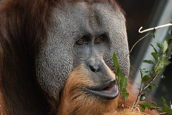 Melbourne Zoo Orangutan Behind-the-Scenes Experience photo 2