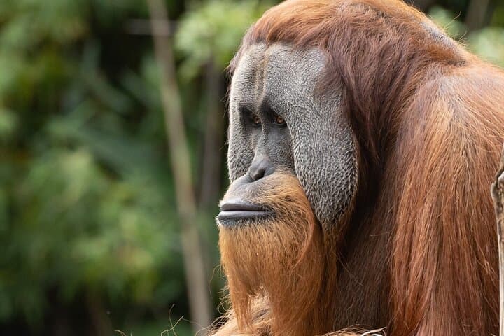 Melbourne Zoo Orangutan Behind-the-Scenes Experience photo 4