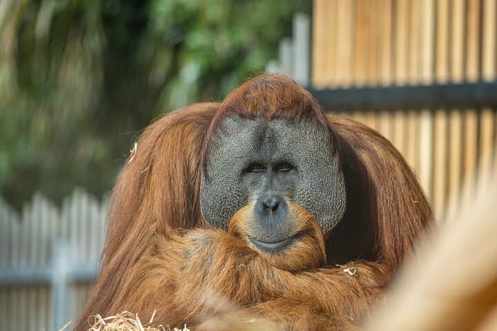 Melbourne Zoo Orangutan Behind-the-Scenes Experience photo 5