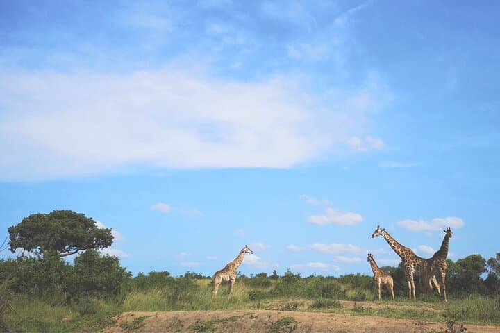 Big 5 Luxury Safari from Richards Bay to Manyoni Private Game Reserve photo 6