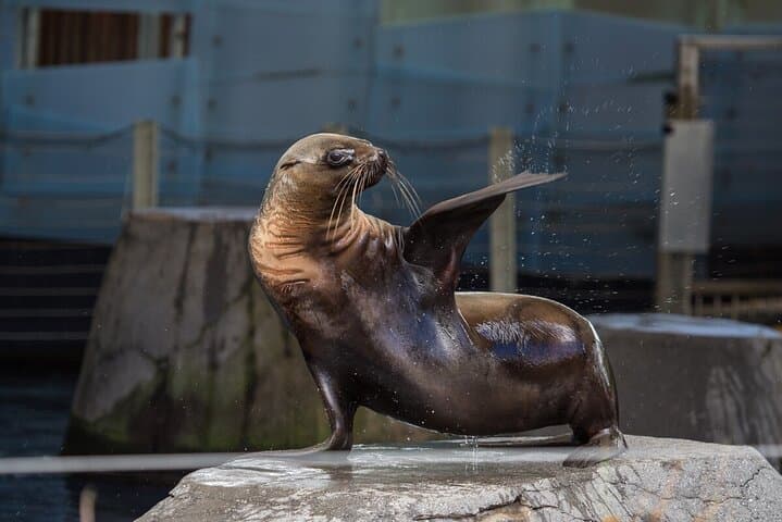 Behind-the-Scenes Seal Experience at Melbourne Zoo