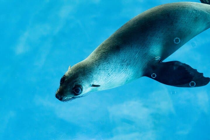 Behind-the-Scenes Seal Experience at Melbourne Zoo photo 4