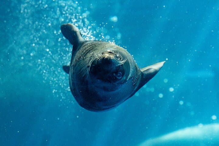 Behind-the-Scenes Seal Experience at Melbourne Zoo photo 5