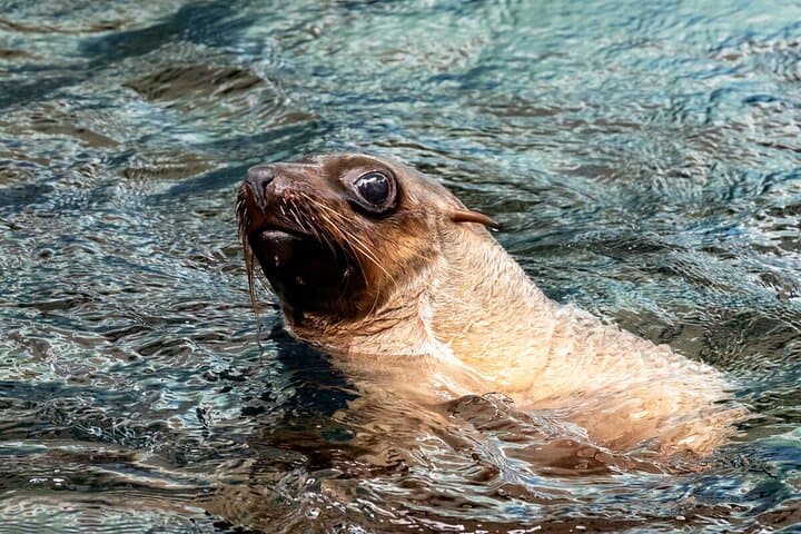 Behind-the-Scenes Seal Experience at Melbourne Zoo photo 3
