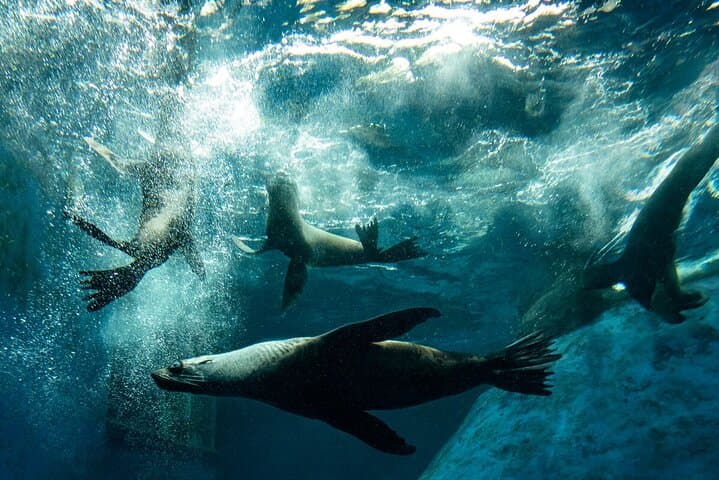 Behind-the-Scenes Seal Experience at Melbourne Zoo photo 2