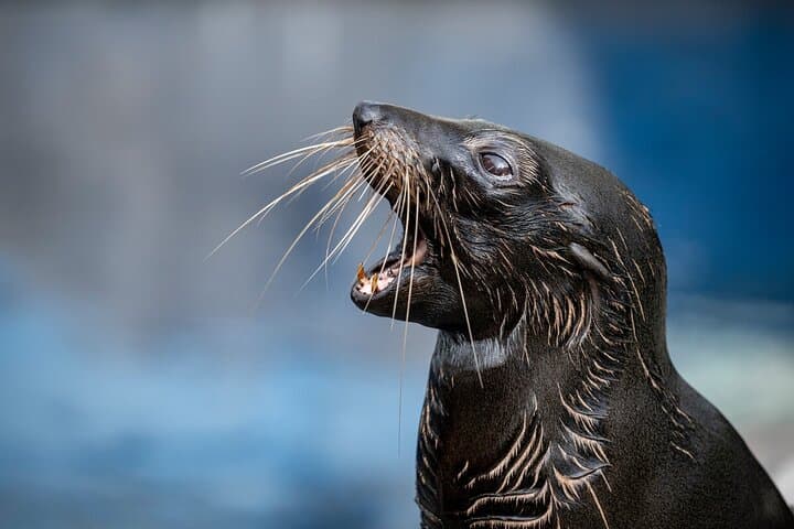 Behind-the-Scenes Seal Experience at Melbourne Zoo photo 6