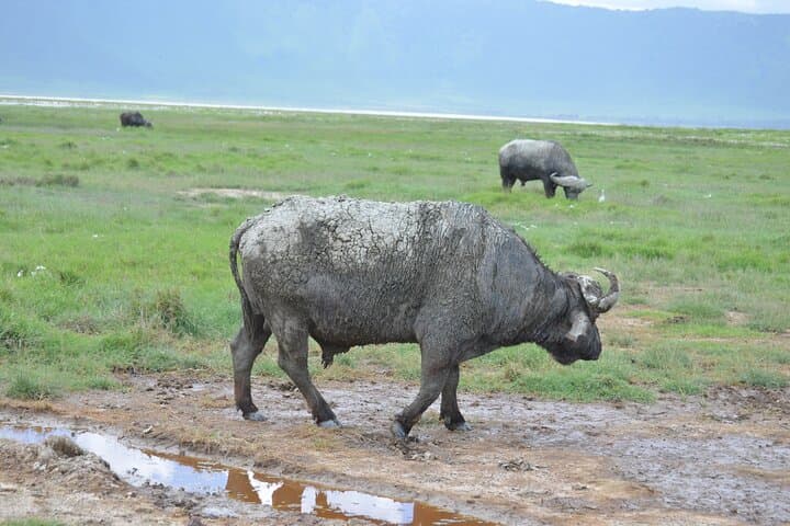 6-Day Northern Tanzania Shared Camping Safari: Tarangire, Serengeti & Ngorongoro photo 2