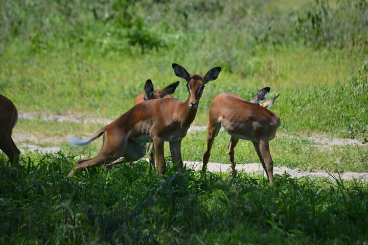 6-Day Northern Tanzania Shared Camping Safari: Tarangire, Serengeti & Ngorongoro photo 3