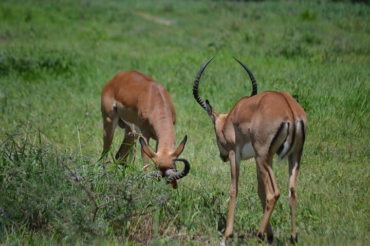 6-Day Northern Tanzania Shared Camping Safari: Tarangire, Serengeti & Ngorongoro photo 4