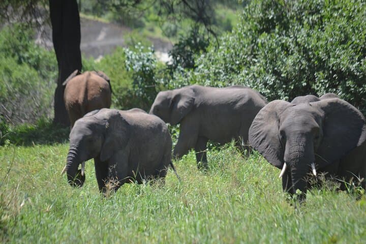 6-Day Northern Tanzania Shared Camping Safari: Tarangire, Serengeti & Ngorongoro photo 5