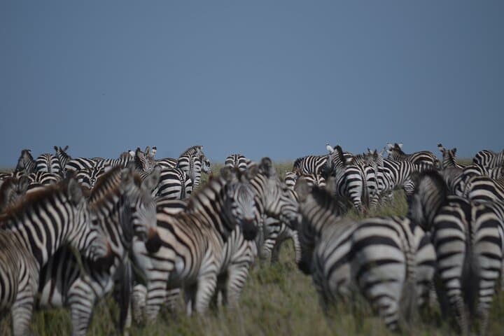 6-Day Northern Tanzania Shared Camping Safari: Tarangire, Serengeti & Ngorongoro photo 6