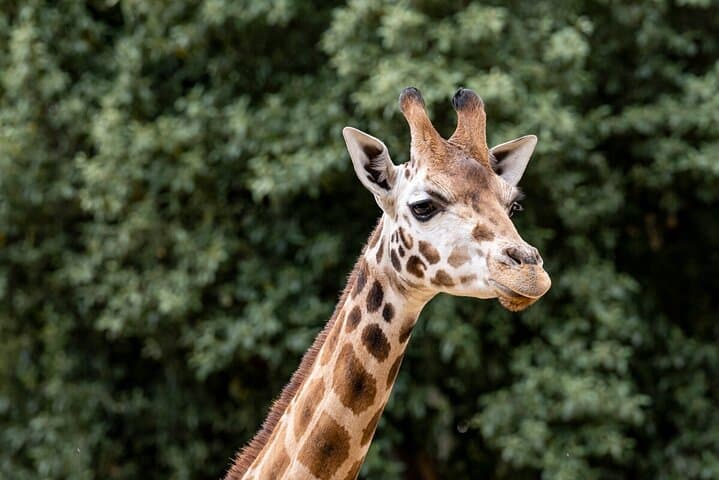 Up-Close Giraffe Experience at Melbourne Zoo — Behind-the-Scenes Encounter photo 2