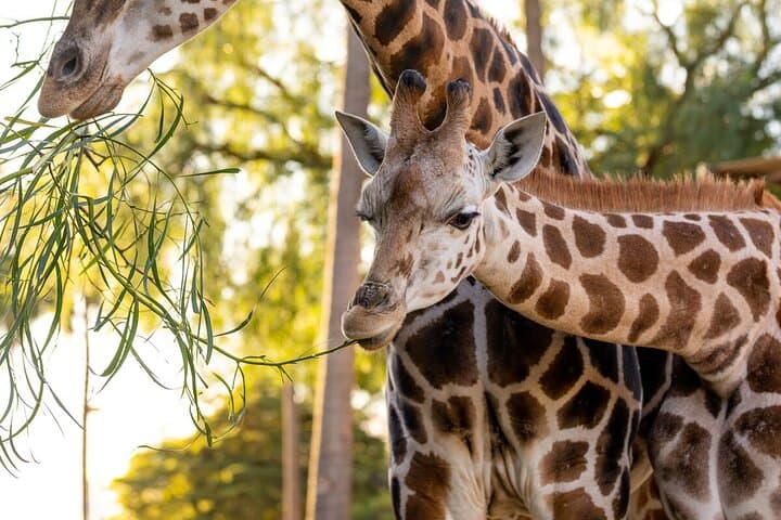 Up-Close Giraffe Experience at Melbourne Zoo — Behind-the-Scenes Encounter
