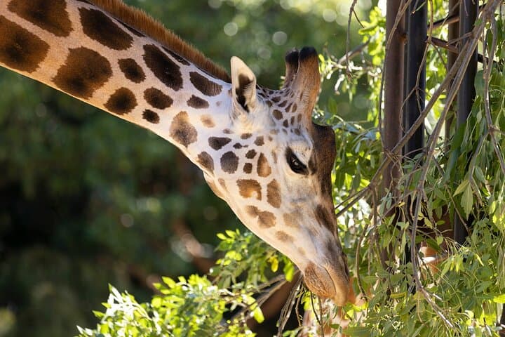 Up-Close Giraffe Experience at Melbourne Zoo — Behind-the-Scenes Encounter photo 4
