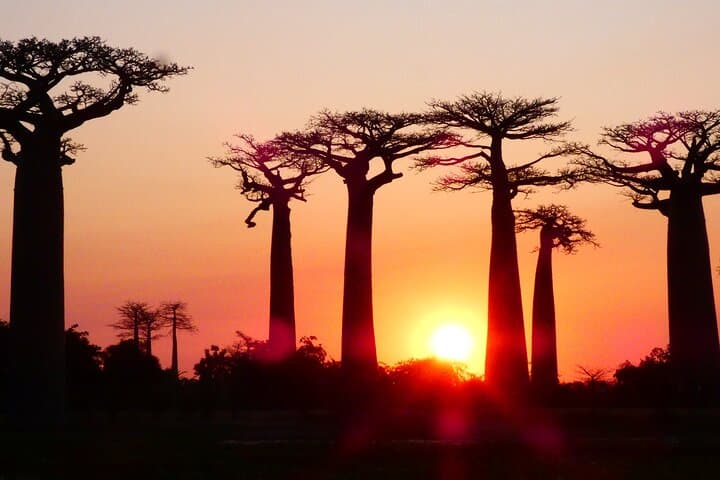 Tsingy de Bemaraha 4-Day Adventure: Baobabs, Kirindy & Manambolo photo 2