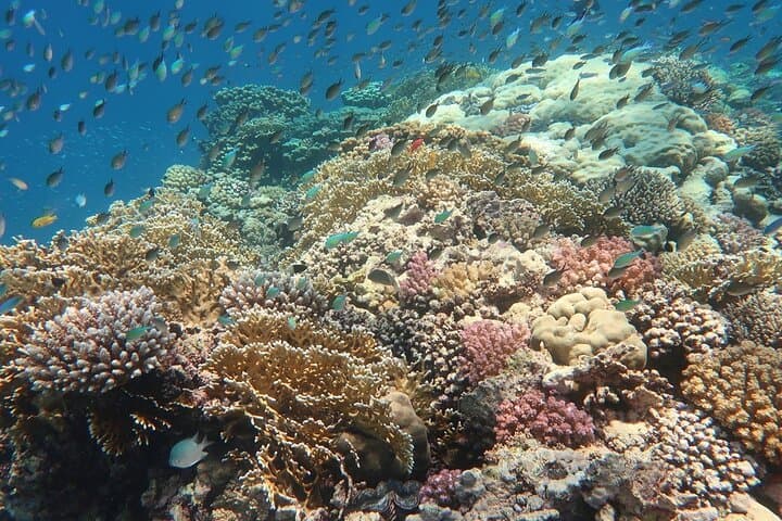Abu Dabab Snorkeling Day Trip from Hurghada — Tickets & Beach Lunch photo 5