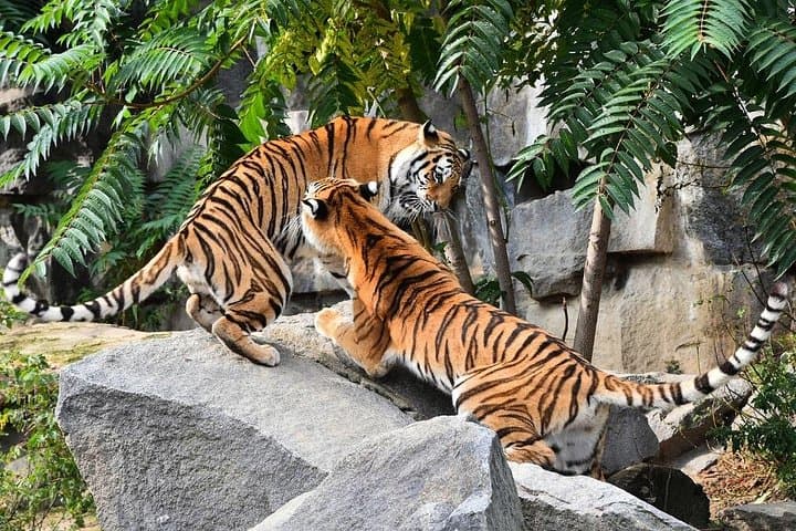 Golden Triangle 7-Day: Delhi–Agra–Ranthambore–Udaipur Itinerary with Tiger Safari photo 2