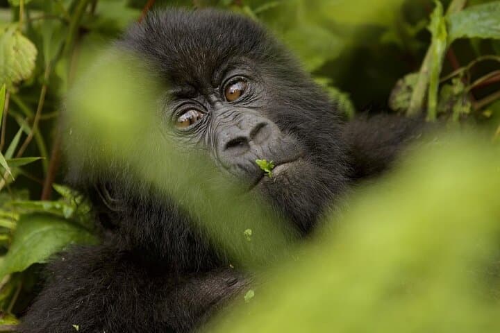 6-Day Rwanda Primates & Wildlife Experience — Gorilla Trekking, Akagera Safari & Golden Monkeys
