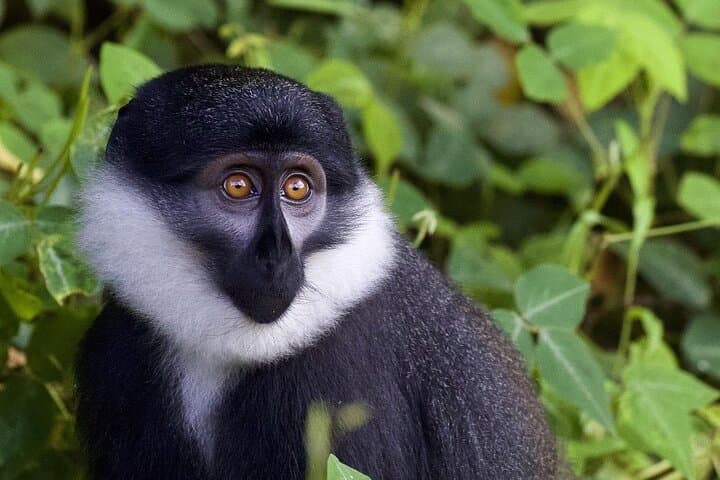 6-Day Rwanda Primates & Wildlife Experience — Gorilla Trekking, Akagera Safari & Golden Monkeys photo 2