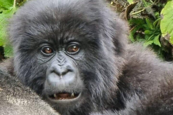6-Day Rwanda Primates & Wildlife Experience — Gorilla Trekking, Akagera Safari & Golden Monkeys photo 6