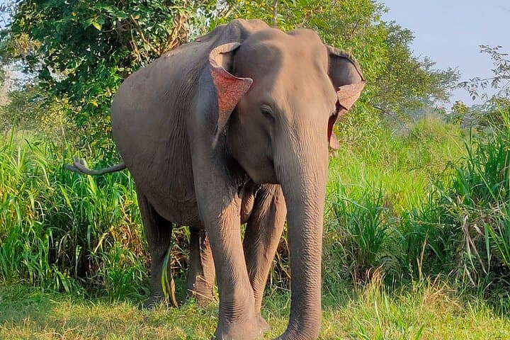 Minneriya Elephant Safari: Private Jeep Wildlife Watching near Polonnaruwa photo 2