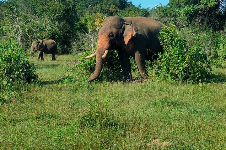 Minneriya Elephant Safari: Private Jeep Wildlife Watching near Polonnaruwa