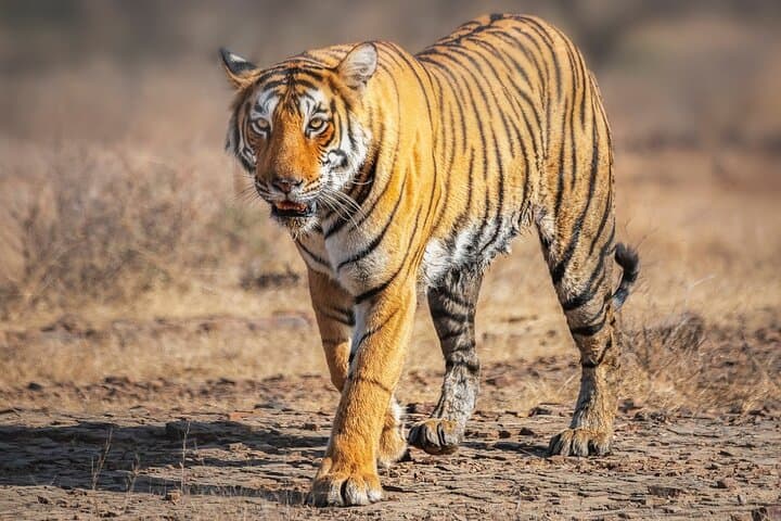 8-Day Golden Triangle & Ranthambore: Delhi, Agra, Ranthambore, Udaipur & Jaipur Private Tour photo 2
