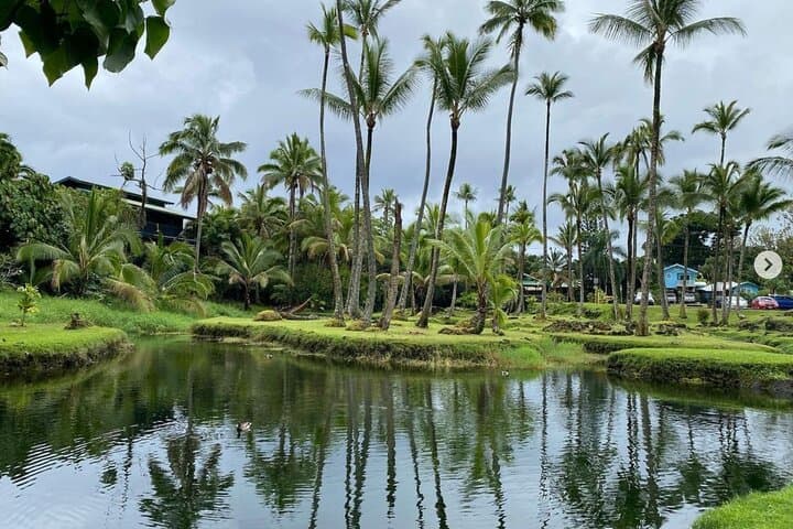 Explore Historic Hilo Bay and Coconut Island: A Guided Kayak Adventure in Hawaii photo 4