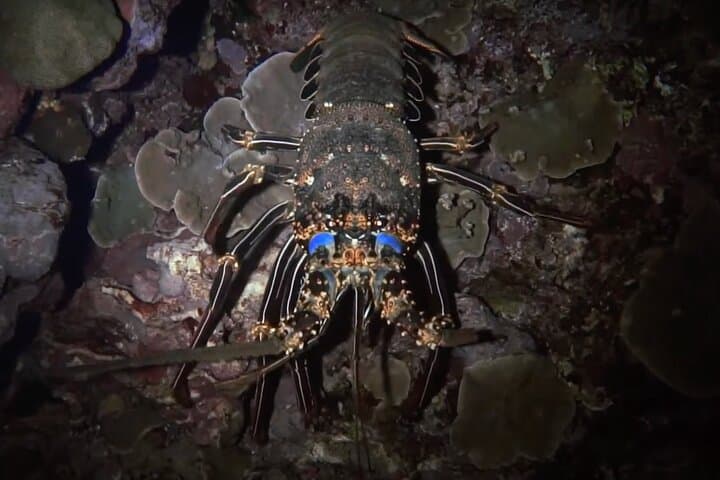 Certified Beach Night Dive in Hilo — Guided Moonlit SCUBA Adventure photo 3