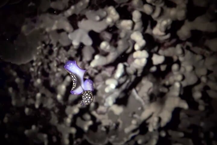 Certified Beach Night Dive in Hilo — Guided Moonlit SCUBA Adventure photo 5